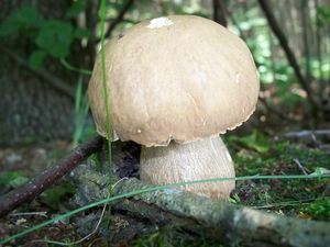 Klikni pro velký obrázek