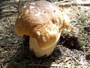 Klikni pro velký obrázek