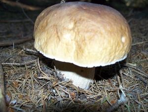 Klikni pro velký obrázek