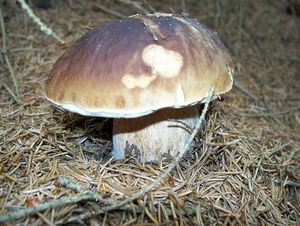 Klikni pro velký obrázek