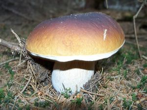 Klikni pro velký obrázek