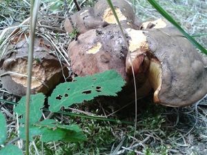 Klikni pro velký obrázek