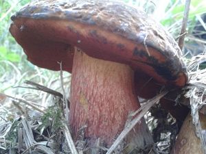 Klikni pro velký obrázek