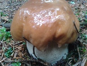 Klikni pro velký obrázek