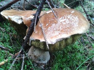 Klikni pro velký obrázek