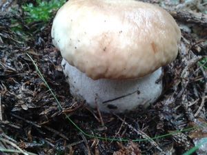 Klikni pro velký obrázek