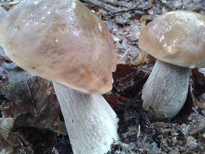 Klikni pro velký obrázek