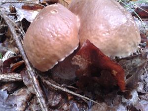 Klikni pro velký obrázek