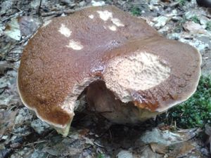 Klikni pro velký obrázek