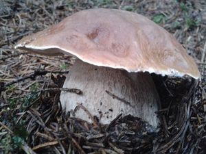 Klikni pro velký obrázek