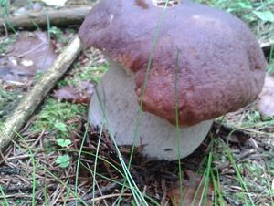 Klikni pro velký obrázek