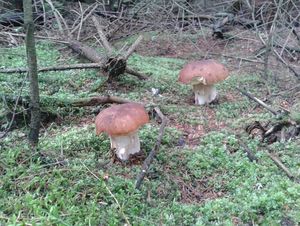 Klikni pro velký obrázek