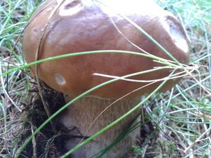 Klikni pro velký obrázek