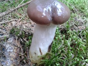 Klikni pro velký obrázek