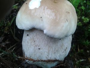 Klikni pro velký obrázek