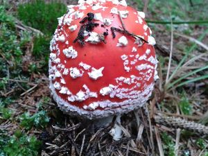 Klikni pro velký obrázek