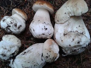 Klikni pro velký obrázek