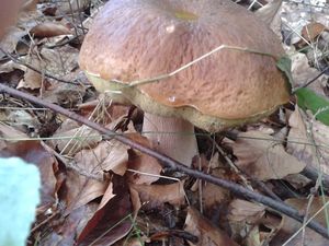 Klikni pro velký obrázek