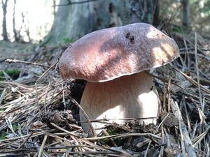 Klikni pro velký obrázek