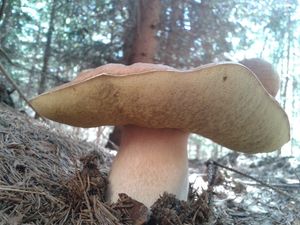 Klikni pro velký obrázek