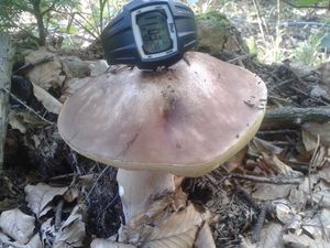 Klikni pro velký obrázek