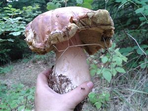 Klikni pro velký obrázek