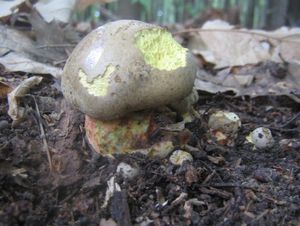 Klikni pro velký obrázek