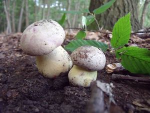 Klikni pro velký obrázek