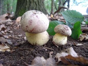 Klikni pro velký obrázek