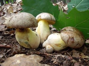 Klikni pro velký obrázek