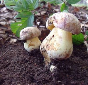 Klikni pro velký obrázek