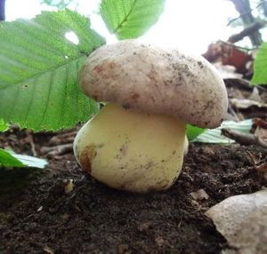 Klikni pro velký obrázek