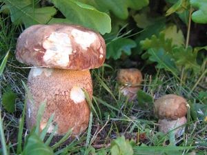 Klikni pro velký obrázek