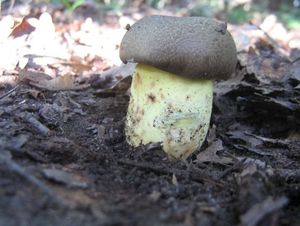 Klikni pro velký obrázek