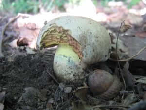 Klikni pro velký obrázek