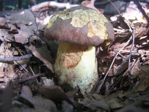 Klikni pro velký obrázek