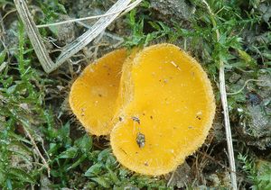 Žlutěnka žloutková - Cheilymenia vitellina (Pers.) Dennis