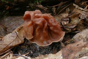 Klikni pro velký obrázek