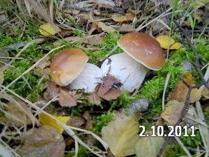 Klikni pro velký obrázek