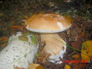 Klikni pro velký obrázek