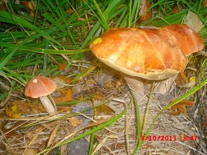 Klikni pro velký obrázek