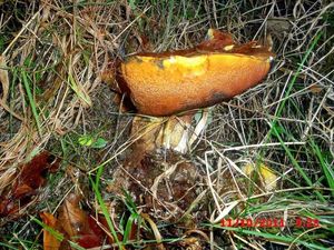 Klikni pro velký obrázek