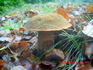 Klikni pro velký obrázek