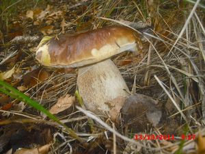 Klikni pro velký obrázek