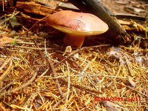 Klikni pro velký obrázek