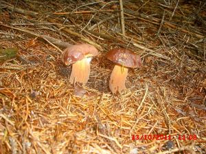 Klikni pro velký obrázek