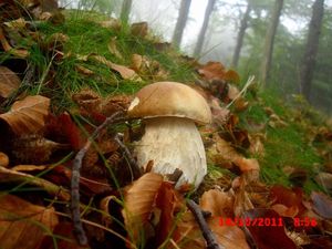 Klikni pro velký obrázek