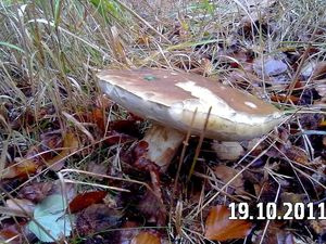 Klikni pro velký obrázek