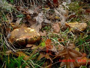 Klikni pro velký obrázek