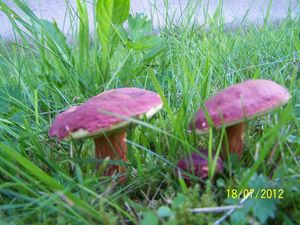 Klikni pro velký obrázek